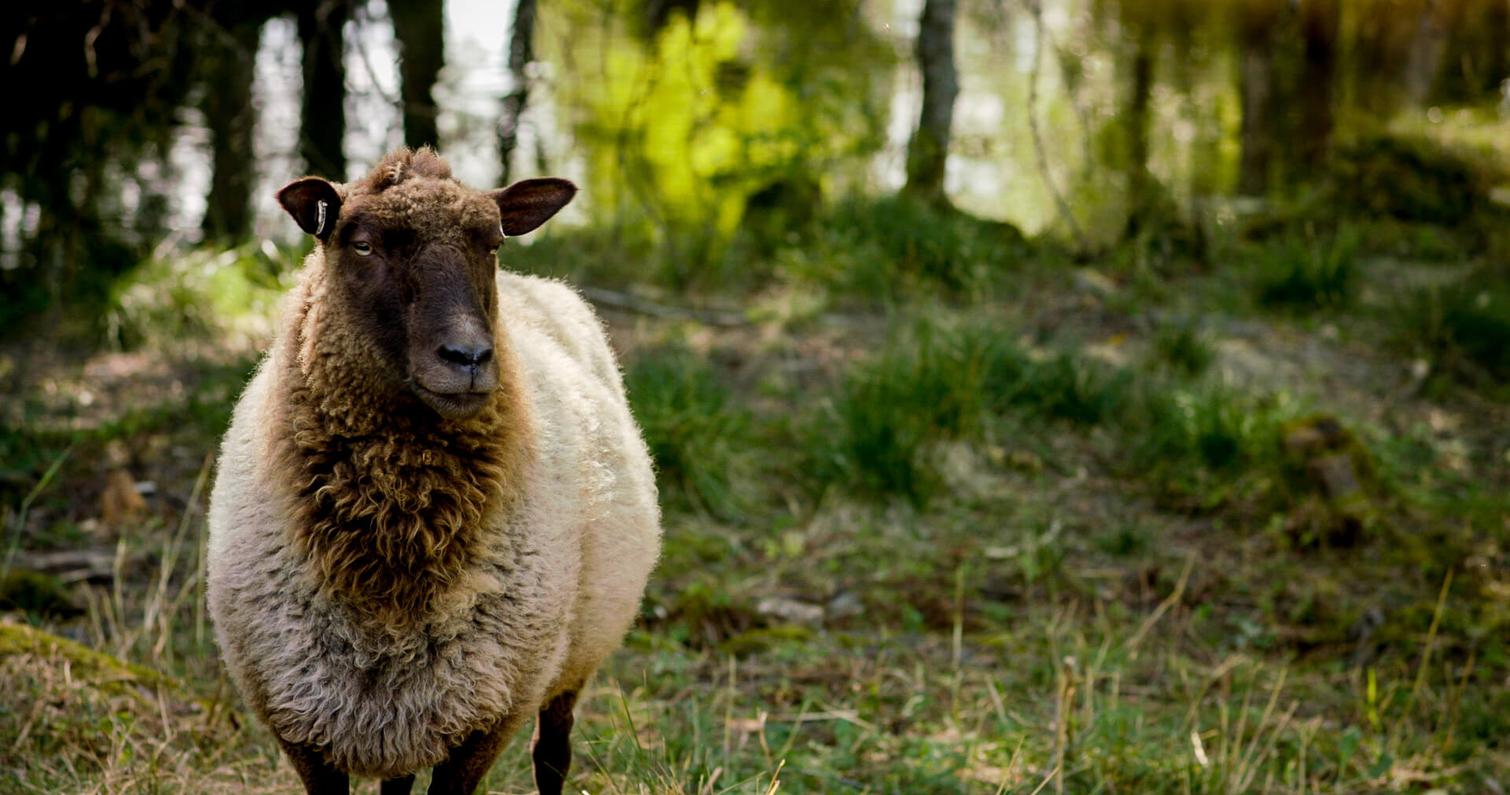 Karitsa seisoo vihre&auml;ll&auml; niityll&auml;, taustalla puut ja heijastuksia vedess&auml;, luoden rauhallisen ja luonnonl&auml;heisen tunnelman.