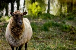 Karitsa seisoo vihre&auml;ll&auml; niityll&auml;, taustalla puut ja heijastuksia vedess&auml;, luoden rauhallisen ja luonnonl&auml;heisen tunnelman.