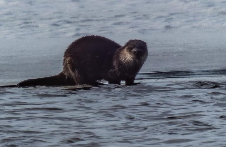 Vesist&ouml;, jonka j&auml;&auml;ll&auml; seisoo saukko katsomassa kameraan.